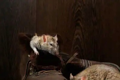 Rats Invade Bristol Home, Leaving Family Homeless And In Financial Ruin