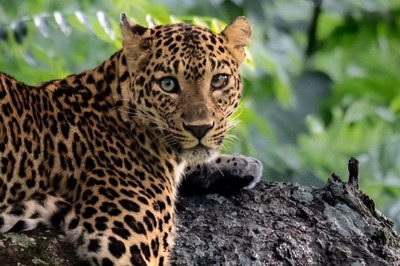 In A First, Leopard With Two Different-Coloured Eyes Photographed in Bandipur
