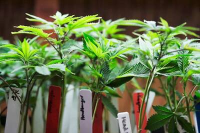 US Medical Pot Dispensary Is Selling Marijuana-infused Pizza