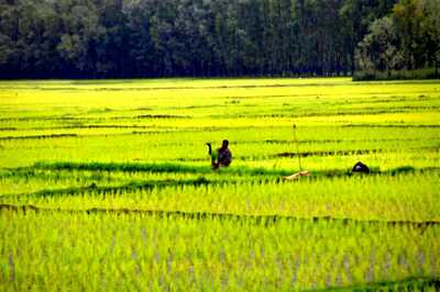 Govt Procures Paddy Worth Rs 1.20 Lakh Crore So Far this Kharif Marketing Season