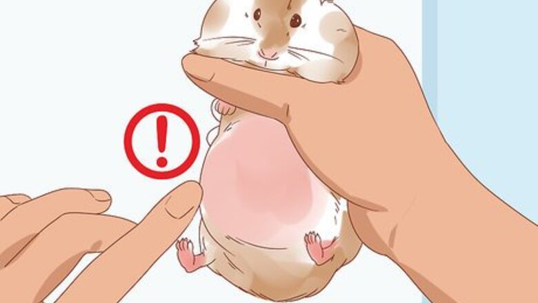How to Diagnose Geriatric Diseases in Hamsters