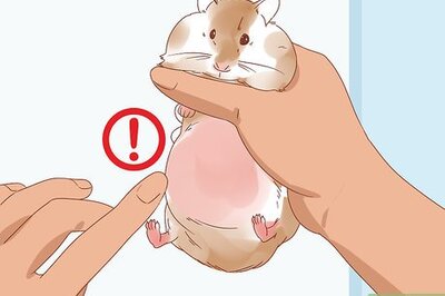 How to Diagnose Geriatric Diseases in Hamsters