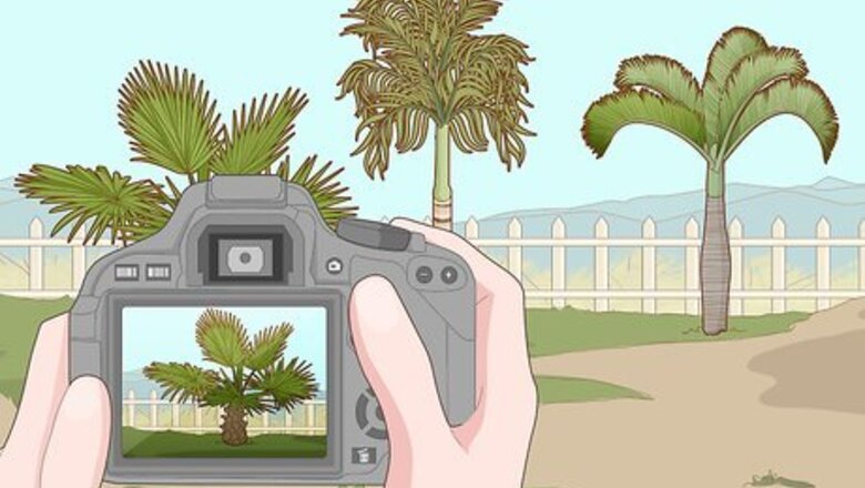 How to Remove a Palm Tree