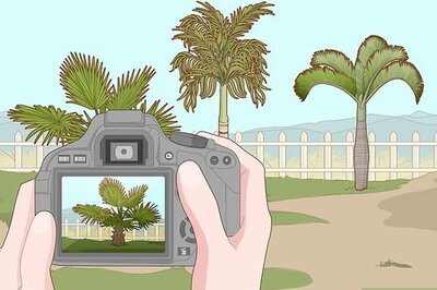 How to Remove a Palm Tree