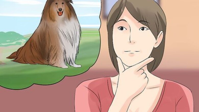 How to Care for Collies