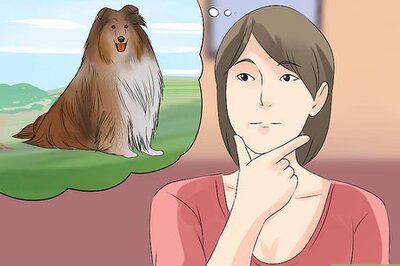 How to Care for Collies