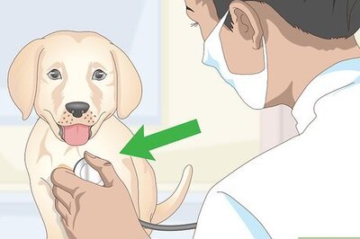 How to Treat Focal Seizures in Dogs