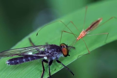 This Japanese Pesticide Company Honours Insects It Kills For Research