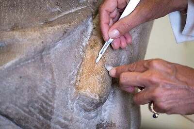 Restorers Uncover New Details In A Michelangelo Pieta