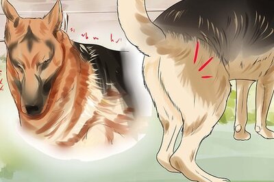 How to Diagnose Dysplasia in German Shepherds