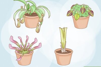 How to Grow Pitcher Plants