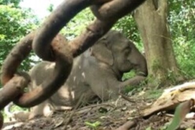 Mercy killing delayed, sick elephant succumbs to injuries