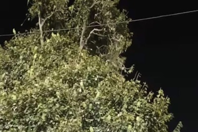 Why This Tree In Ujjain Looks Green Only At Night