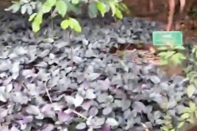 This Bengaluru Park Houses Over 700 Plants Of 103 Different Species