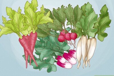 How to Grow Radishes