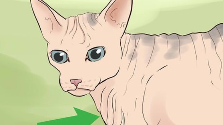 How to Identify a Sphynx Cat