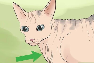 How to Identify a Sphynx Cat