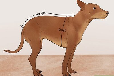 Knitting a Dog Sweater: An Easy Guide