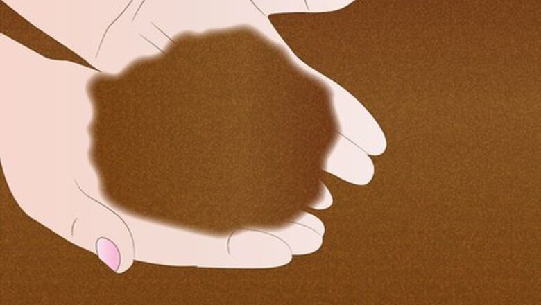 How to Propagate Pinus Radiata