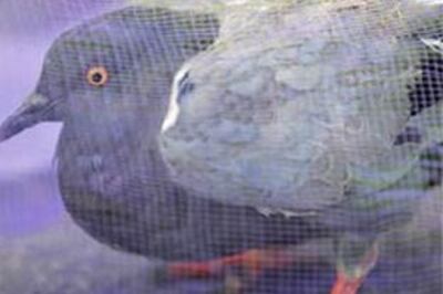 Pigeons a rich lot in two Rajasthan villages