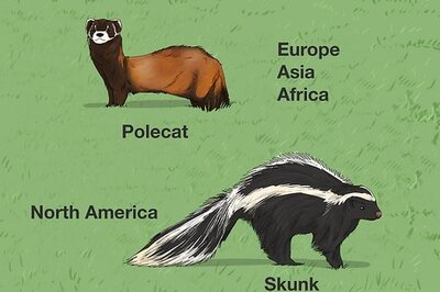 Are Skunks and Polecats the Same? How to Tell These Animals Apart