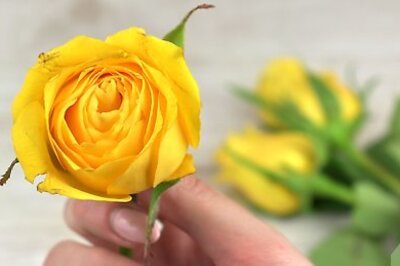 How to Preserve Roses in Resin
