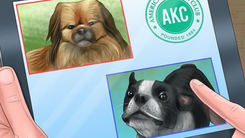 How to Adopt a Non‐Sporting Breed