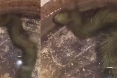 ‘Snake Or Dragon?’ Viral Video Of Reptile Confuses Internet