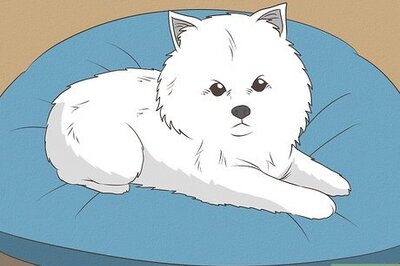 How to Care for an American Eskimo Puppy