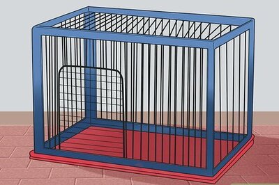 How to Care for African Pygmy Hedgehogs