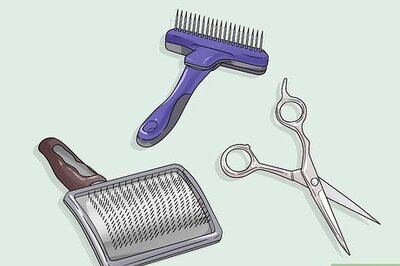 How to Groom a Bernese Mountain Dog