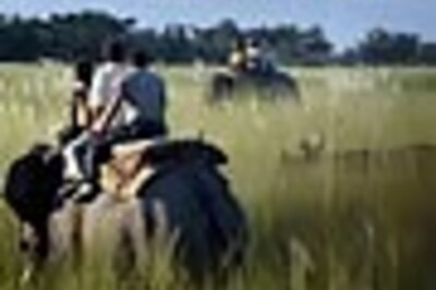 Photogallery: Forest officials capture runaway rhino