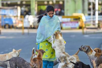 Human Lives Should Get Preference: Kerala HC Highlights Rising Number of Strays, Rabies Cases; Suggests Licensing for Dog Lovers