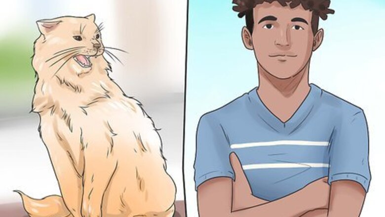 How to Stop a Cat from Biting and Scratching