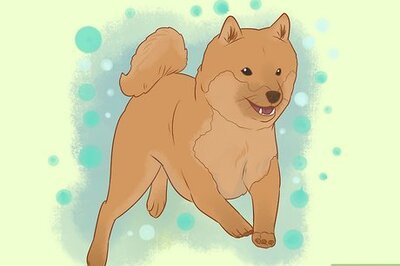 How to Stop a Dog from Jumping Up on People