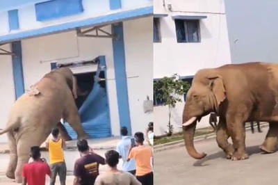 Elephants Are Not To Be Messed With, This Video Is Proof
