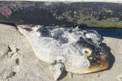 Man, 46, Dies After 'Eating Pufferfish' Gifted By His Friend