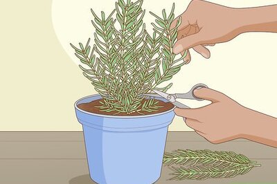 How to Grow Rosemary