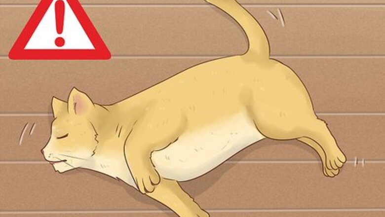 How to Give Codeine to Cats in Pain
