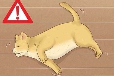 How to Give Codeine to Cats in Pain