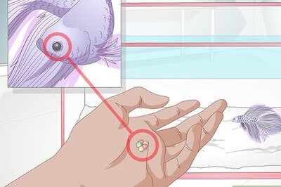 How to Feed a Betta Fish