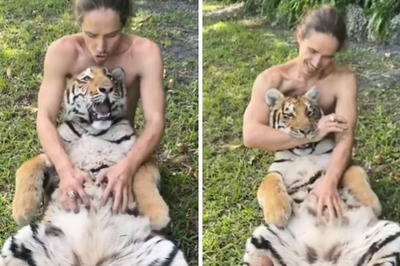 This Video Of Man Rubbing Tiger's Belly Will Make You Rub Your Eyes In Disbelief