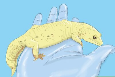 How to Care for a Wounded Leopard Gecko