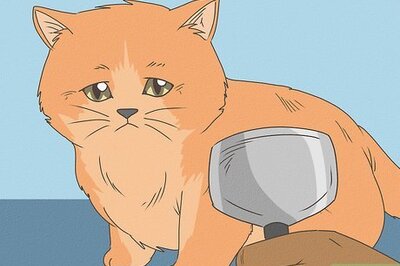 How to Care for Persian Cats