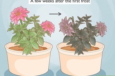 How to Store Dahlias over Winter