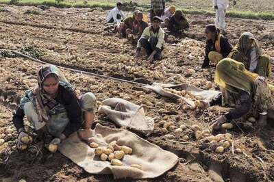 Potato growers who suffered losses due to wilting of crops to get compensation in Odisha