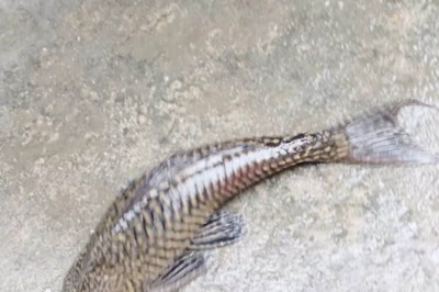 In Bengal's Torsha And Hantapara Rivers, People Spot Suckermouth Catfish