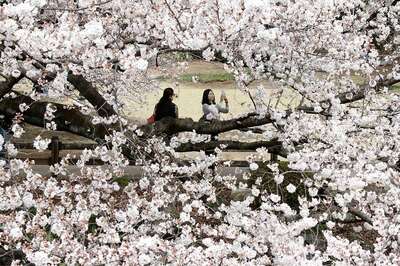 Tokyo Urges Residents to Avoid Cherry Blossom Party over Coronavirus Scare