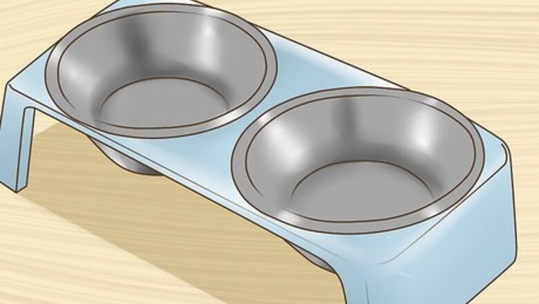 How to Take Care of a Ragamuffin Cat