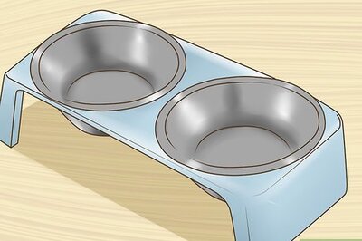 How to Take Care of a Ragamuffin Cat